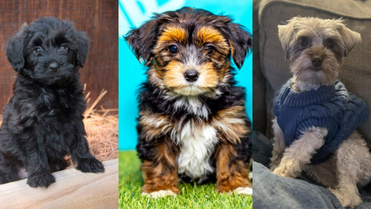 Yorkie Mixes That Prove Good Things Come in Small Packages