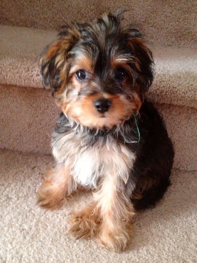 Yorkipoo