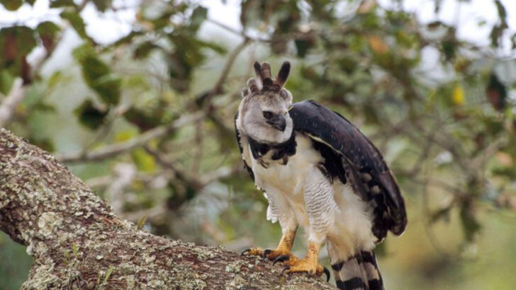 10 Astonishing Facts About the Harpy Eagle – The Most Powerful Bird of Prey