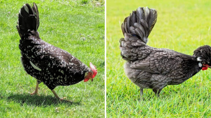 10 Chicken Breeds You Should Probably Avoid