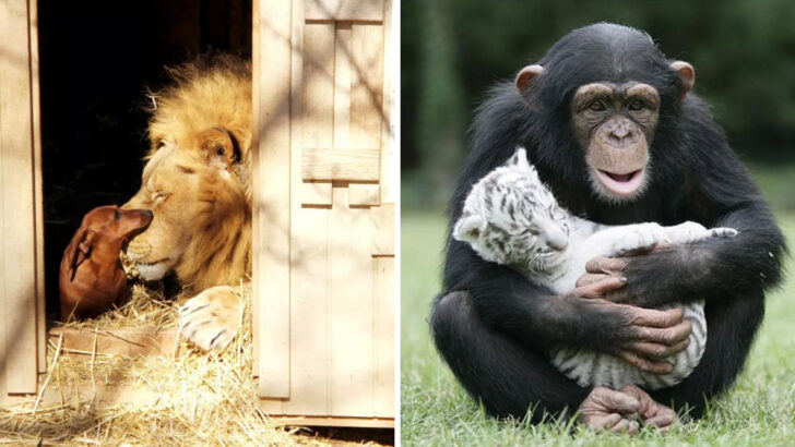 12 Crazy Animal Friendships That Break All the Rules of Nature