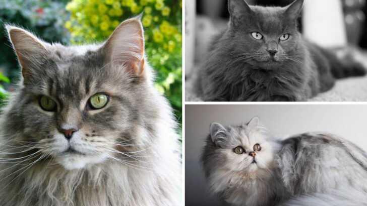 12 Elegant Long-Haired Cat Breeds That Look Stunning In Grey Coats