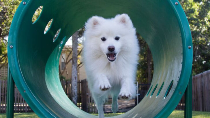 12 Little-Known Facts About American Eskimo Dogs