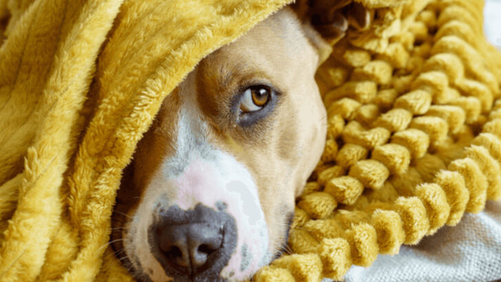 13 Crucial Things Vets Want You to Know About Hypothermia in Dogs