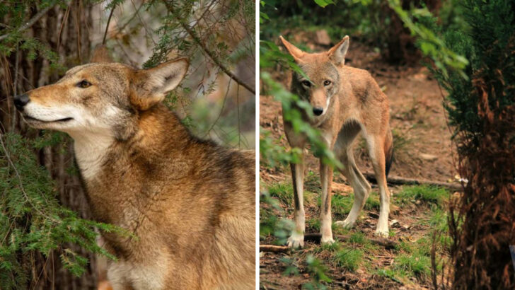 13 Facts About the World’s Rarest Endangered Wolf Found Only In North Carolina