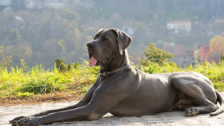 13 Large Dog Breeds That Rarely Get Adopted