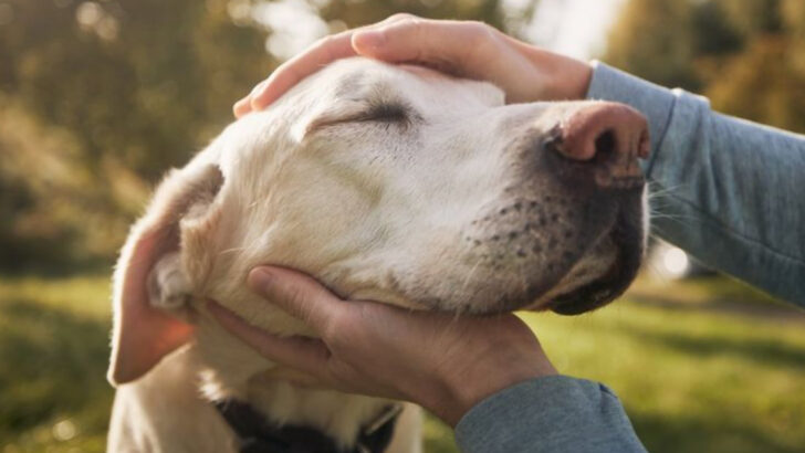 13 Little Things That Make Your Dog Feel Safe and Happy