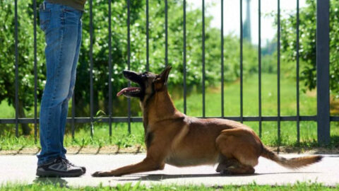 13 Practical Ways to Calm an Aggressive Dog and Regain Control