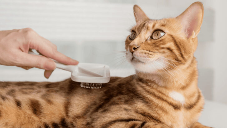 14 Essential Cat Grooming Tips to Avoid Scratches and Bites