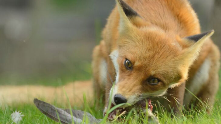 14 Little-Known Predators That Keep U.S. Ecosystems in Check