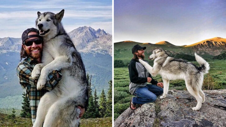 15 Benefits of Owning a Wolfdog