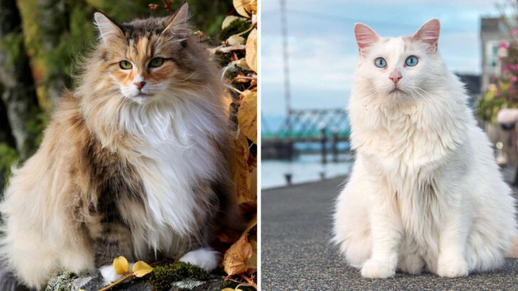 15 Cat Breeds That Prefer Their Own Space (and Some That Will Always Cuddle You)