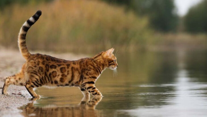 15 Cats That Like Water — Yes, Seriously