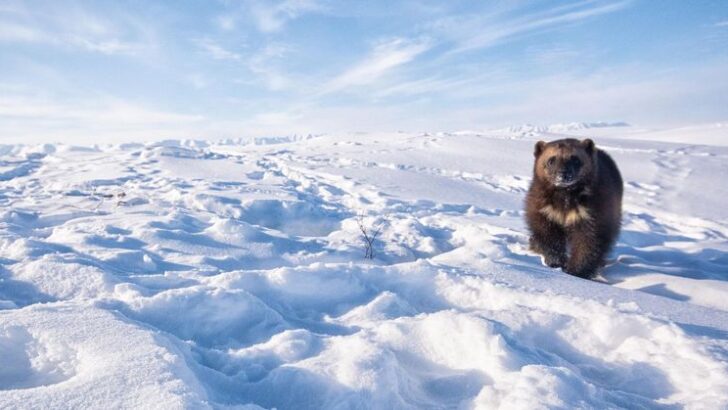 15 Facts About Alaska’s Ferocious Wolverines – Beasts of the Northern Wild