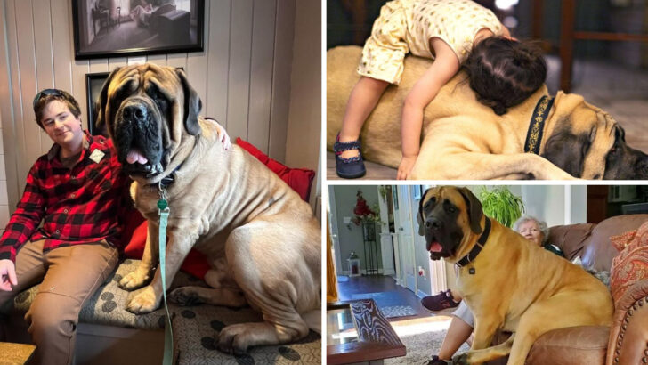 15 Pros and Cons of a Mastiff