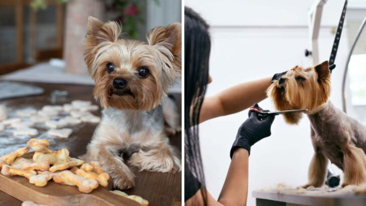 15 Small Actions That Mean Everything To Your Dog