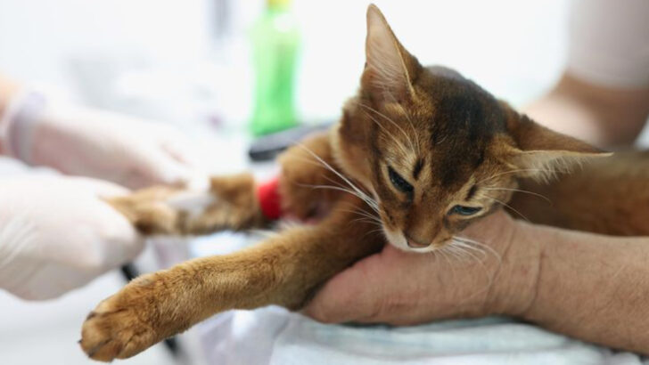 15 Things to Expect at Your Cat’s First Vet Visit and How to Prepare