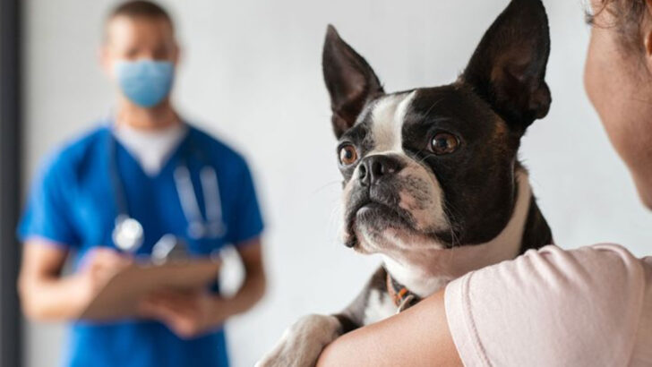 15 Things to Expect at Your Dog’s First Vet Visit and How to Prepare