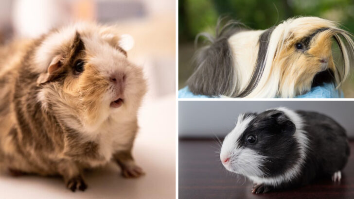 16 Adorable Guinea Pig Breeds You Should Know