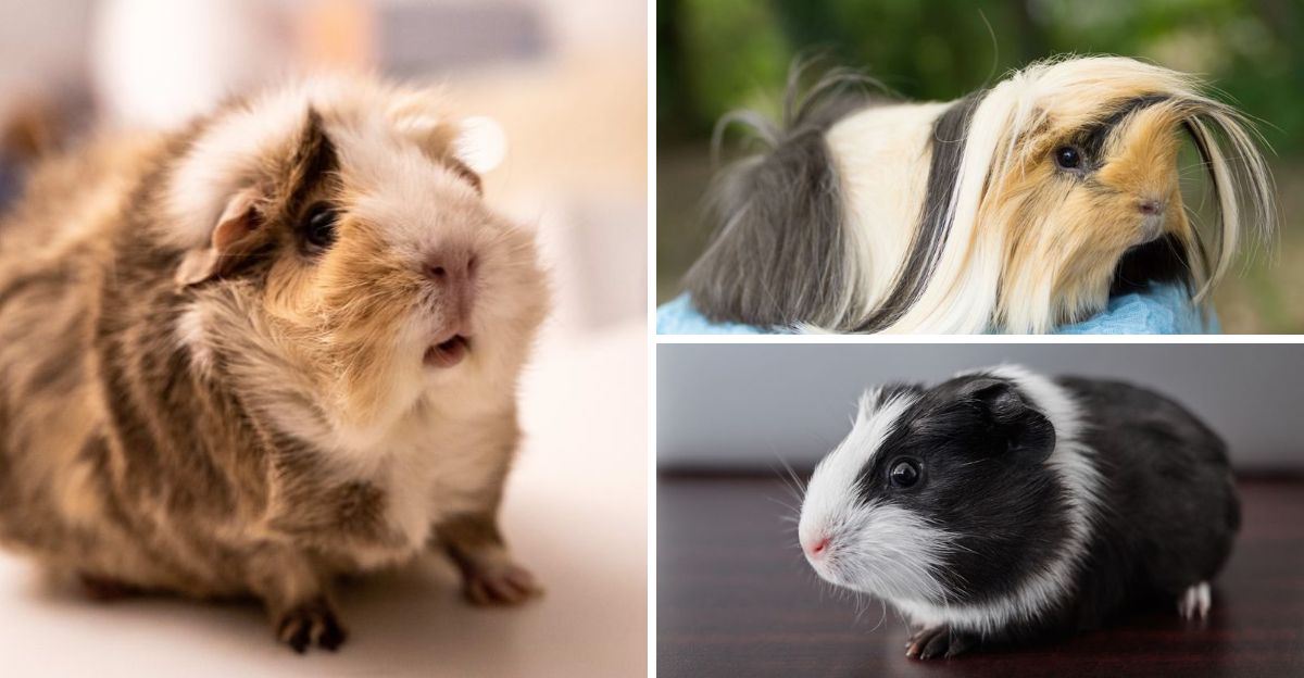 16 Adorable Guinea Pig Breeds You Should Know Exploring Animals 16 Adorable Guinea Pig Breeds You Should Know Exploring Animals