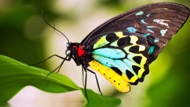 16 Astonishing Facts About Queen Alexandra’s Birdwing – The World’s Largest Butterfly