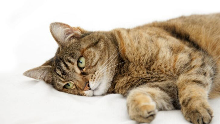 16 Cat Stroke Symptoms to Watch For