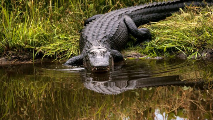 16 Dangerous Creatures Lurking in Texas Lakes and Rivers