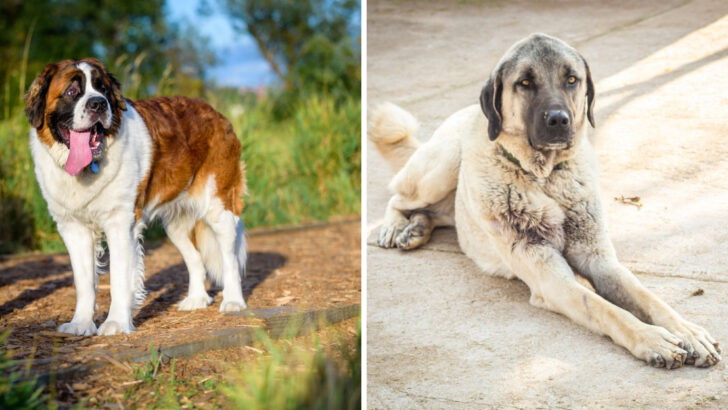 16 Dog Breeds Bigger Than Wolves