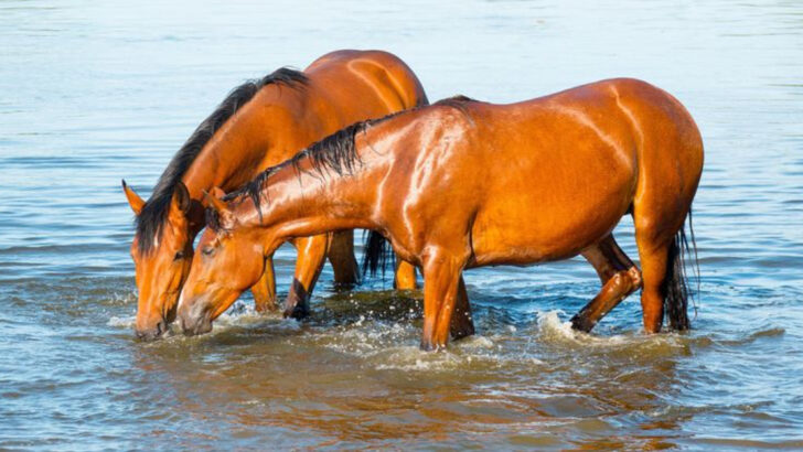 16 Myths About Horses You Probably Still Believe (And 5 That Are Facts)