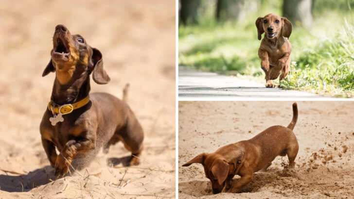 16 Reasons Why You Should Not Get a Dachshund