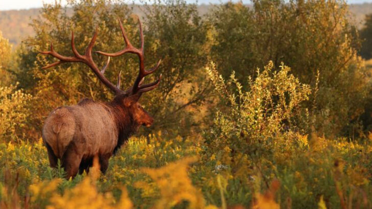 16 States Where You’re Most Likely to Spot an Elk in the Wild