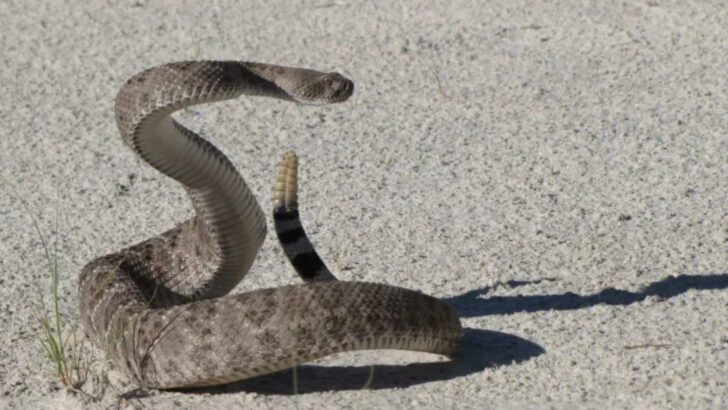 16 States With the Highest Rattlesnake Populations—Are You in One?