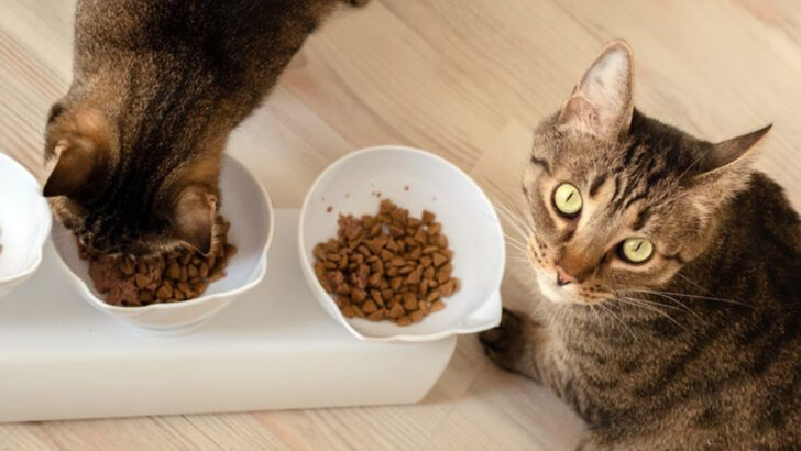 16 Ways to Find the Perfect Cat Food for Even the Pickiest Eaters