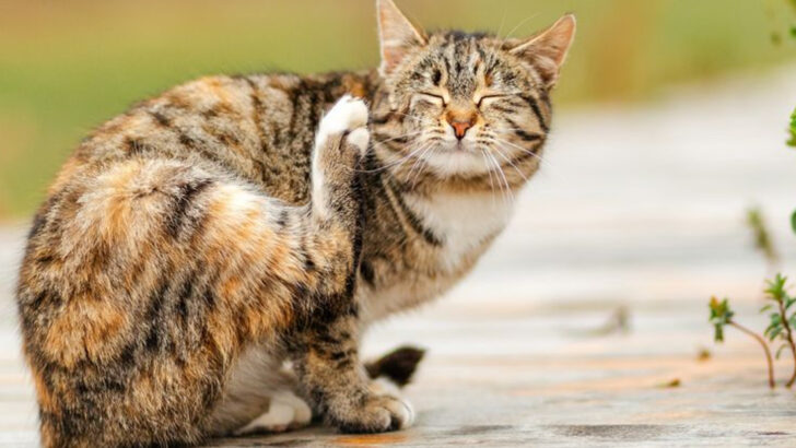 16 Ways to Keep Your Outdoor Cats Safe