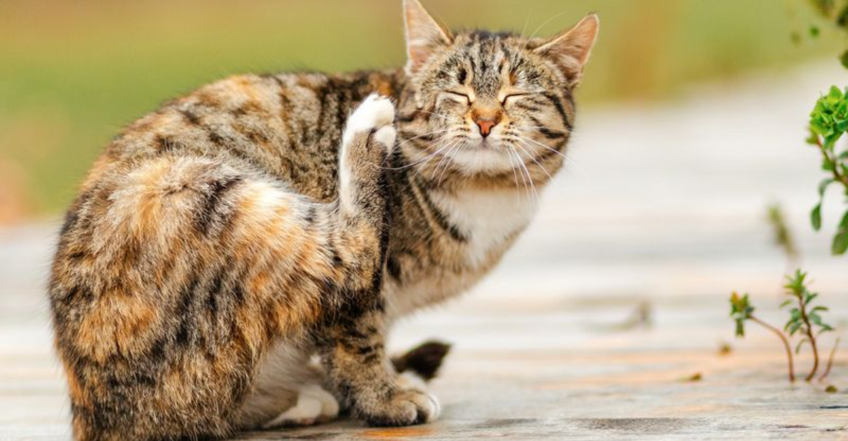 Image showcasing 16 Ways to Keep Your Outdoor Cats Safe - Exploring Animals