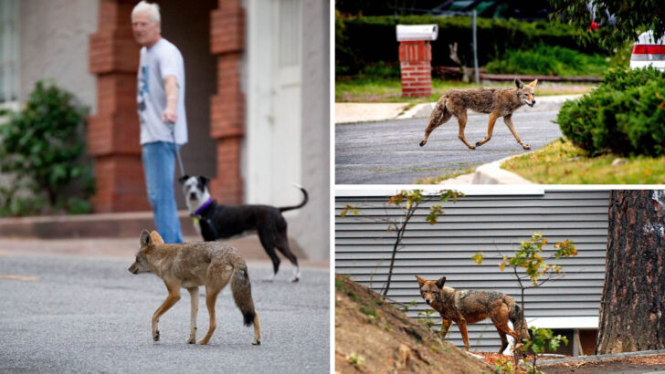 17 Coyote Safety Tips for Dog Owners