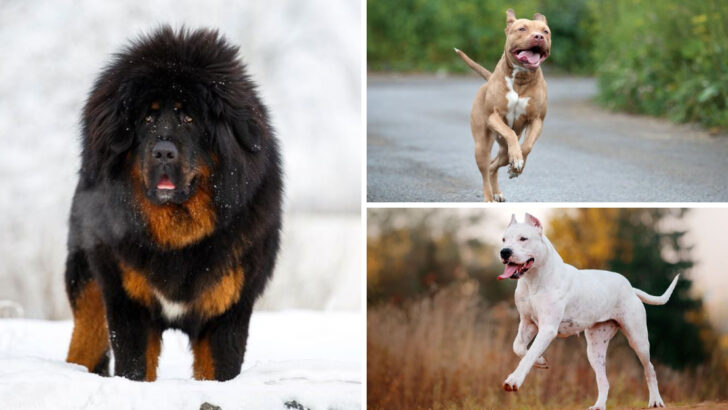 17 Dogs That Have Been Banned From Breeding