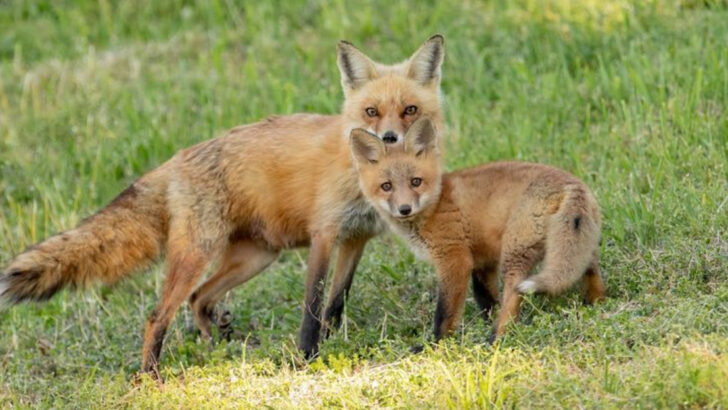 17 States with the Most Foxes in America You Will Be Surprised