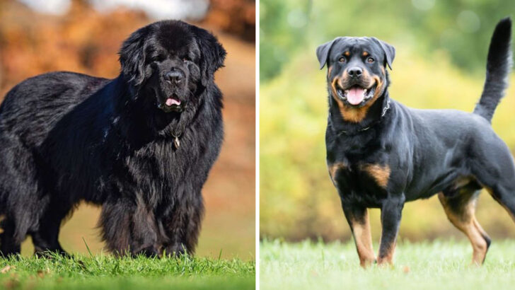 18 Amazing Dog Breeds to Consider Beyond the Golden Retriever