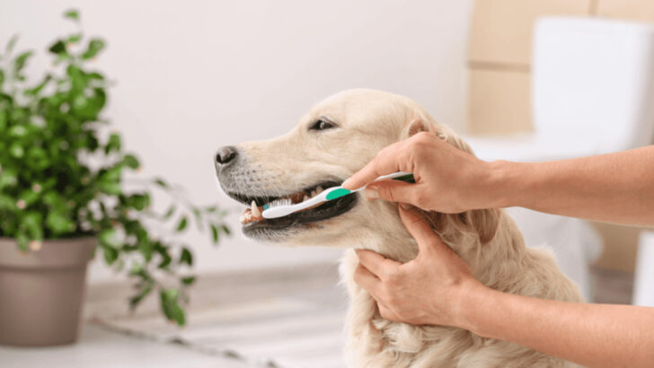 18 Grooming Secrets to Keep Your Dog’s Hair Teeth and Nails in Perfect Condition