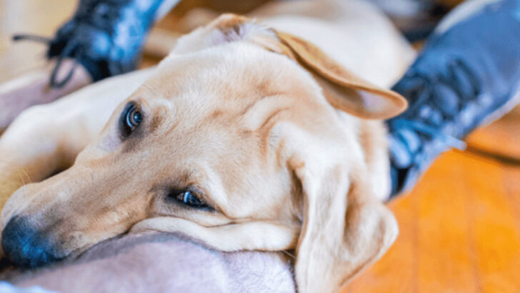 18 Heartfelt Ways Dogs Say Goodbye Before They Cross The Rainbow Bridge