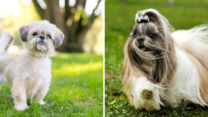 18 Interesting Facts About Shih Tzus