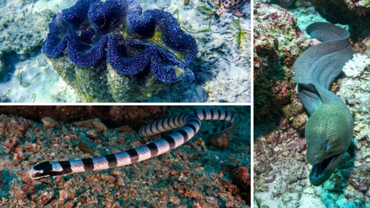 18 Ocean Animals That Are Surprisingly Territorial and Aggressive