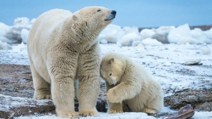 19 Incredible Animals You’ll Find in Alaska’s Untamed Wilderness