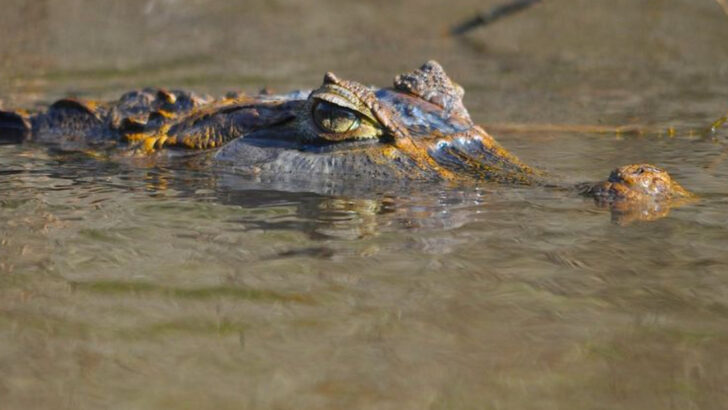 18 Jungle Predators That Stalk You Without Making a Sound