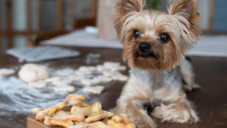 19 Key Things You Can Do to Keep Your Dog Happy