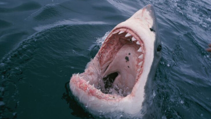 19 Shark Myths That Hollywood Got Completely Wrong