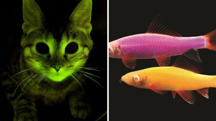 20 Bioengineered Animals That Exist Today (Glowing Cats and Spider-Goats)