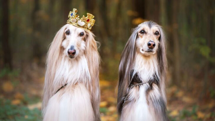 20 Dog Breeds That Will Cost You A Fortune To Own And Maintain