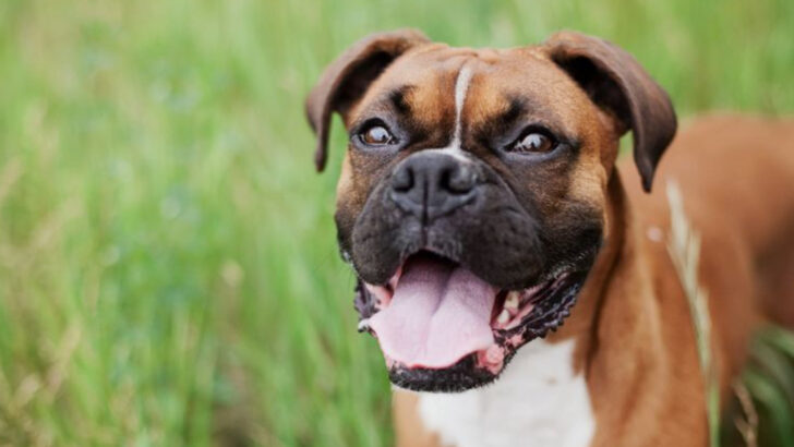 20 Dog Breeds With A History Of Aggression Toward Owners (According To The Data)